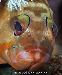 Grouper face taken in Ras Mohamed Park by Nikki Van Veelen 